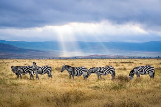 Safari africano